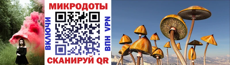 Псилоцибиновые грибы мицелий Карасук